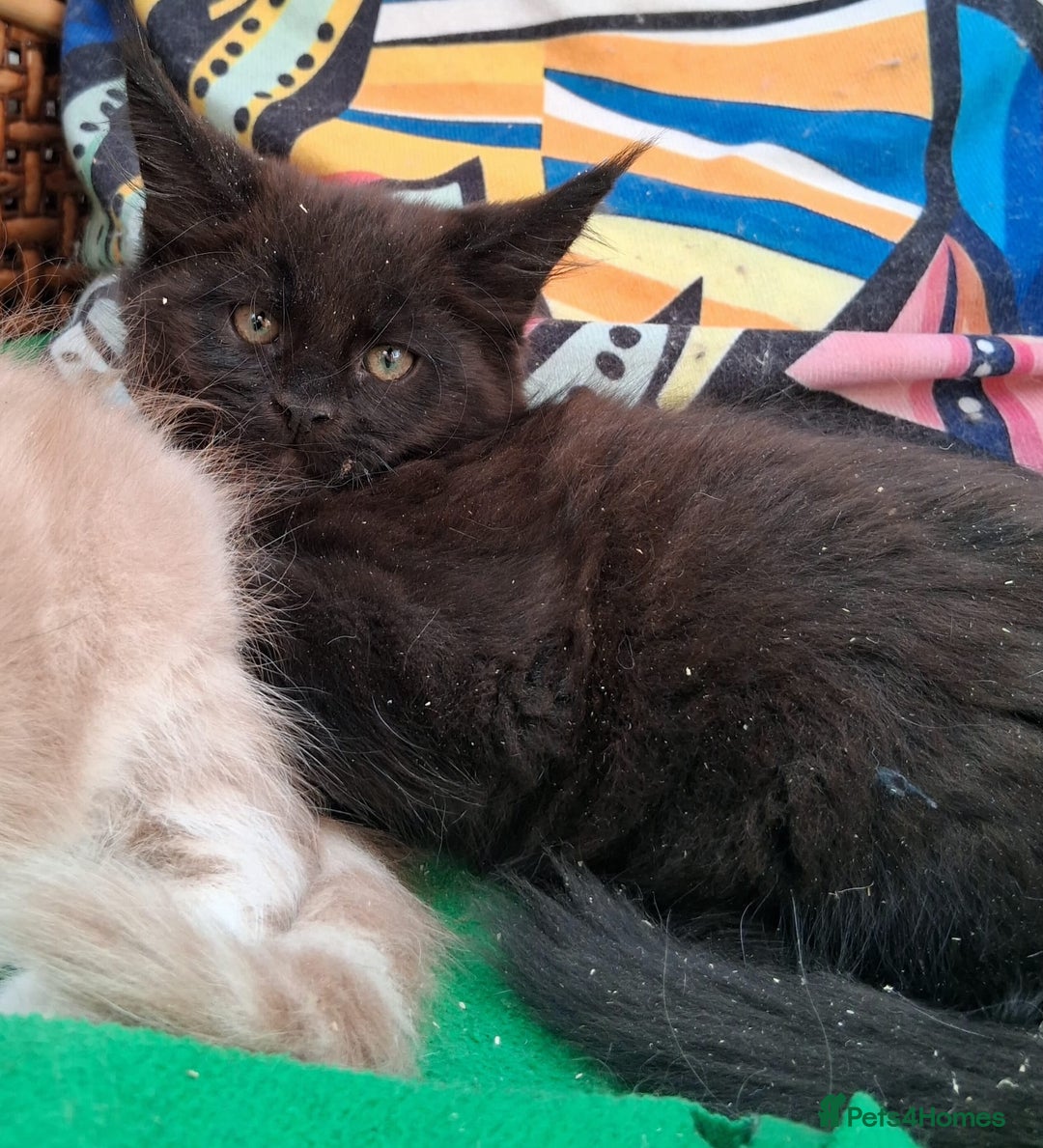 Maine Coon cats for sale: Maine coon  - Image 8