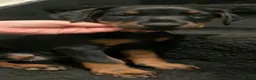 Dobermann dogs for sale: Royal KC Doberman puppies  - Advert 20