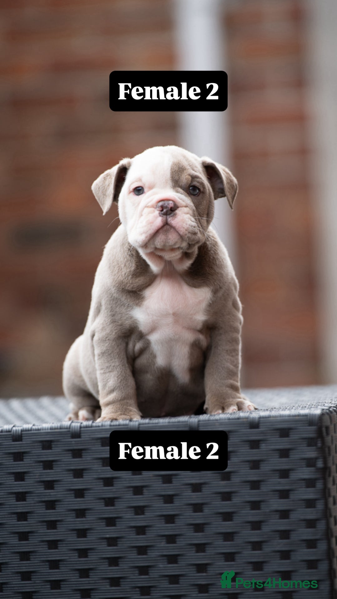 English Bulldog dogs for sale: English bulldog pups for sale  - Image 15