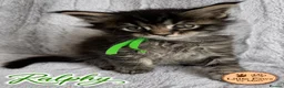 Maine Coon cats for sale: 🌿 THE HERITAGE COLLECTION 🌿 - Advert 2