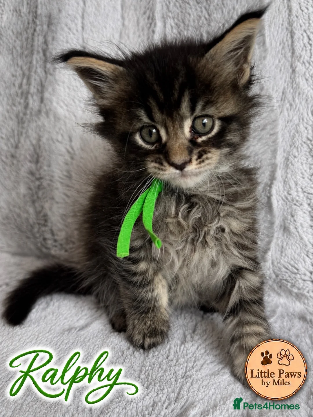 Maine Coon cats for sale: 🌿 THE HERITAGE COLLECTION 🌿 - Advert 2