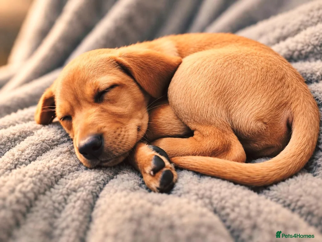 Labrador Retriever dogs for sale: Labrador puppy  in Leominster - Advert 2
