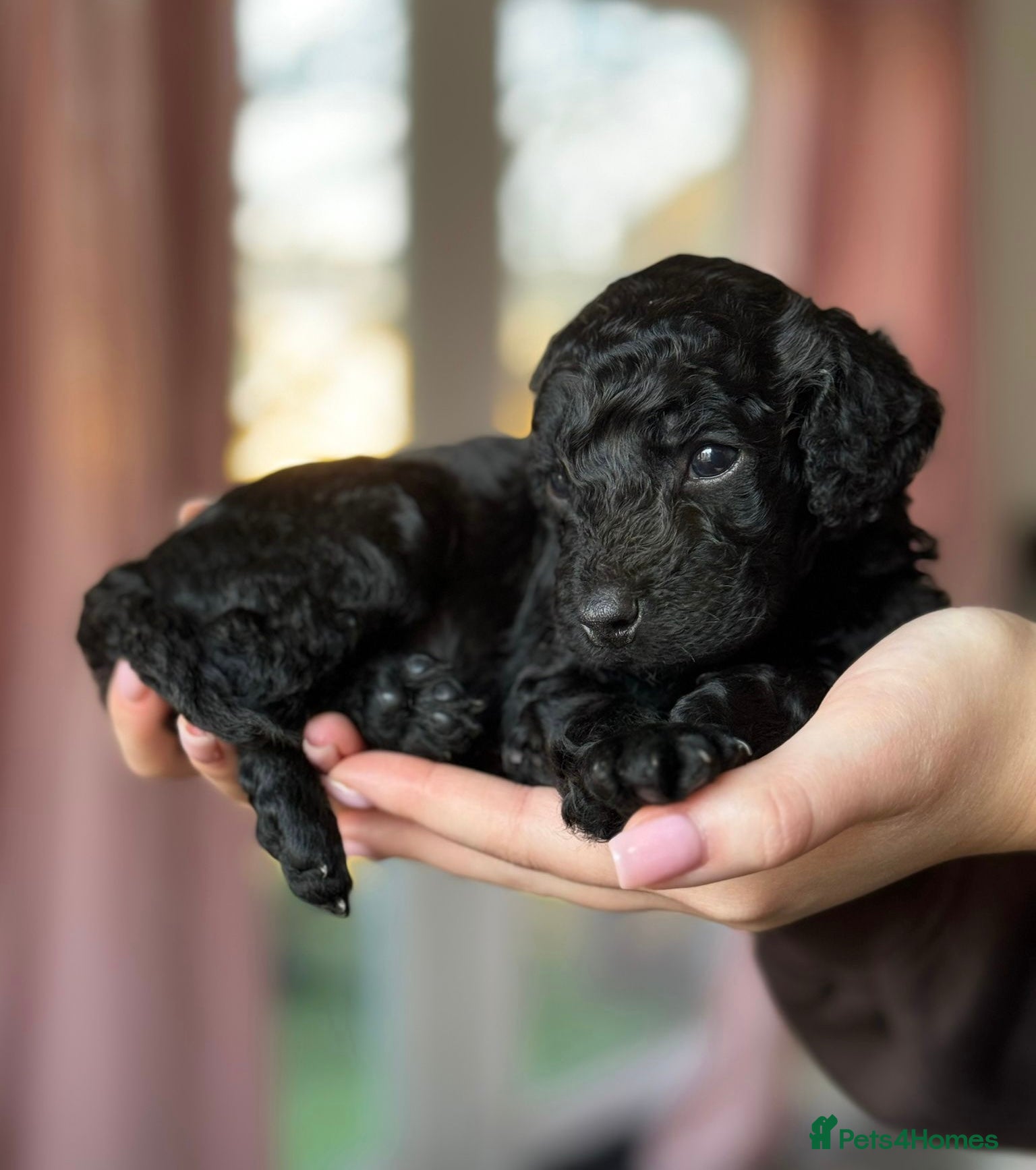 Cockapoo dogs Adorable Cockapoos For Forever Homes - Advert 1