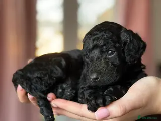 Cockapoo dogs Adorable Cockapoos For Forever Homes - Advert 1