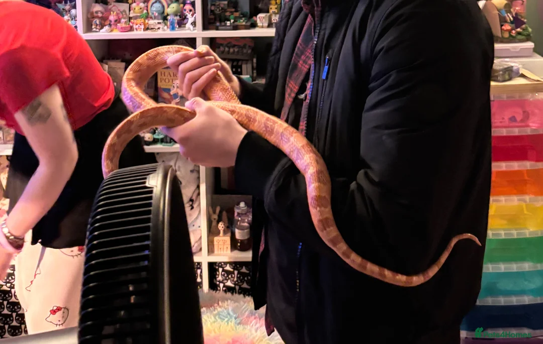 Corn Snake reptiles for sale: Albino Female Corn Snake in Scarborough - Advert 3