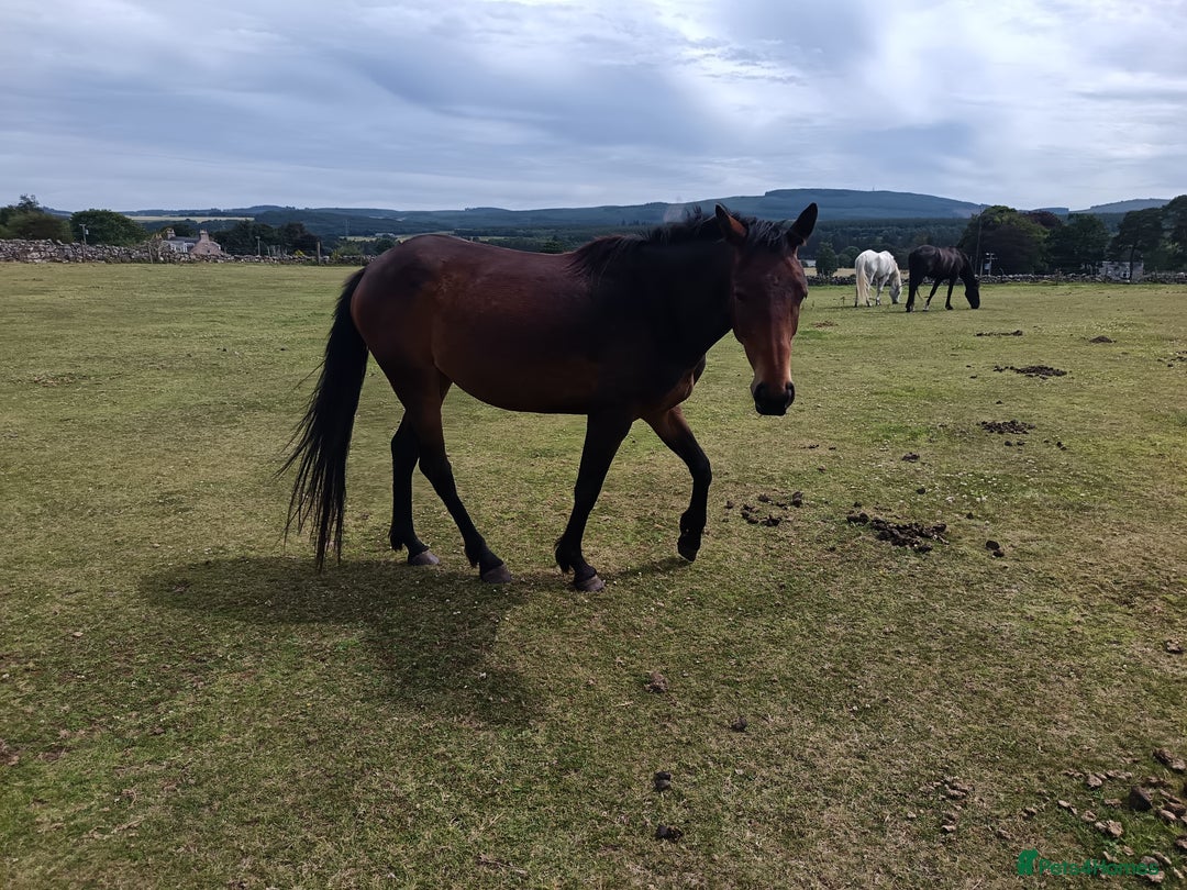 Irish Sports horses for sale: 2 x Mares - Image 2