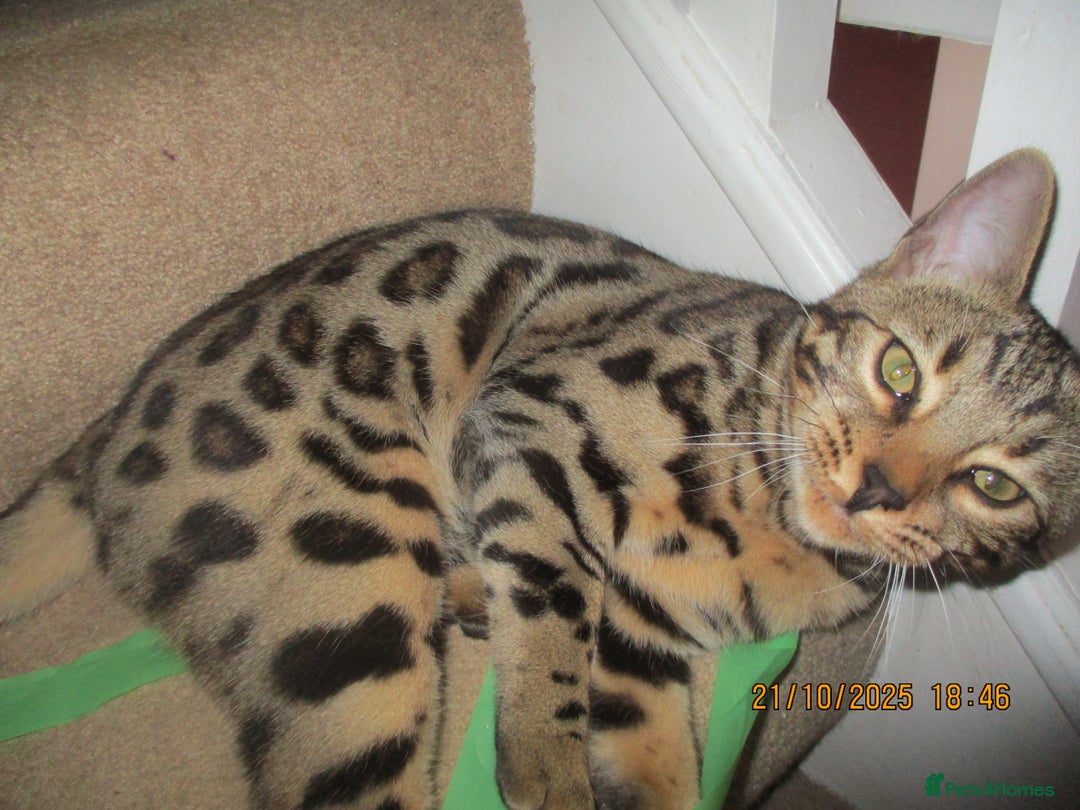 Bengal cats for sale: pedigree male bengals - Advert 22