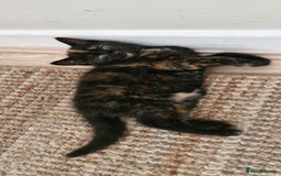 Mixed Breed cats for sale: Adorable kittens  - Image 25