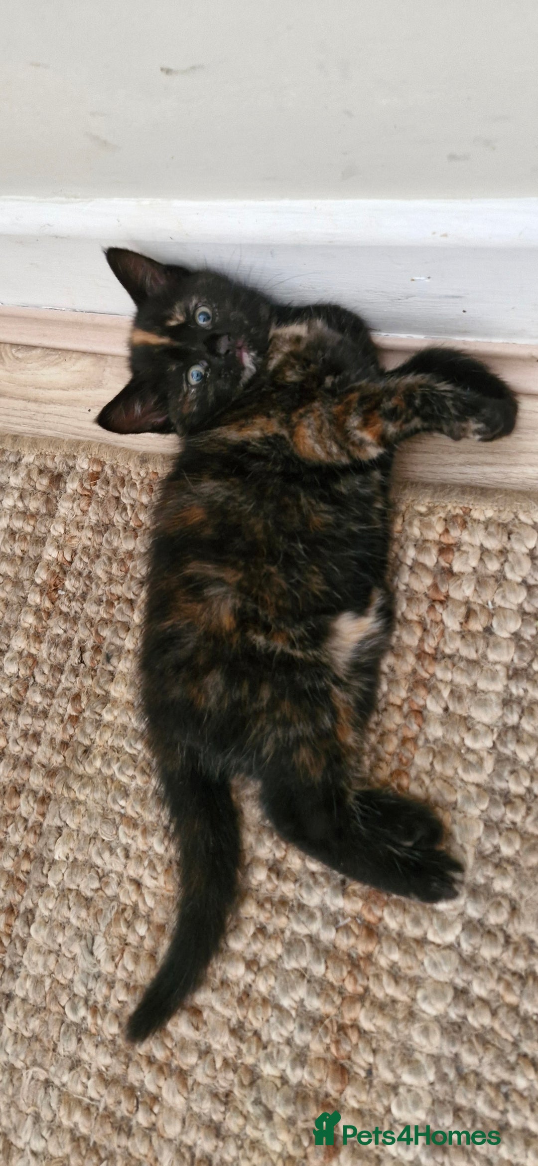 Mixed Breed cats for sale: Adorable kittens  - Image 25