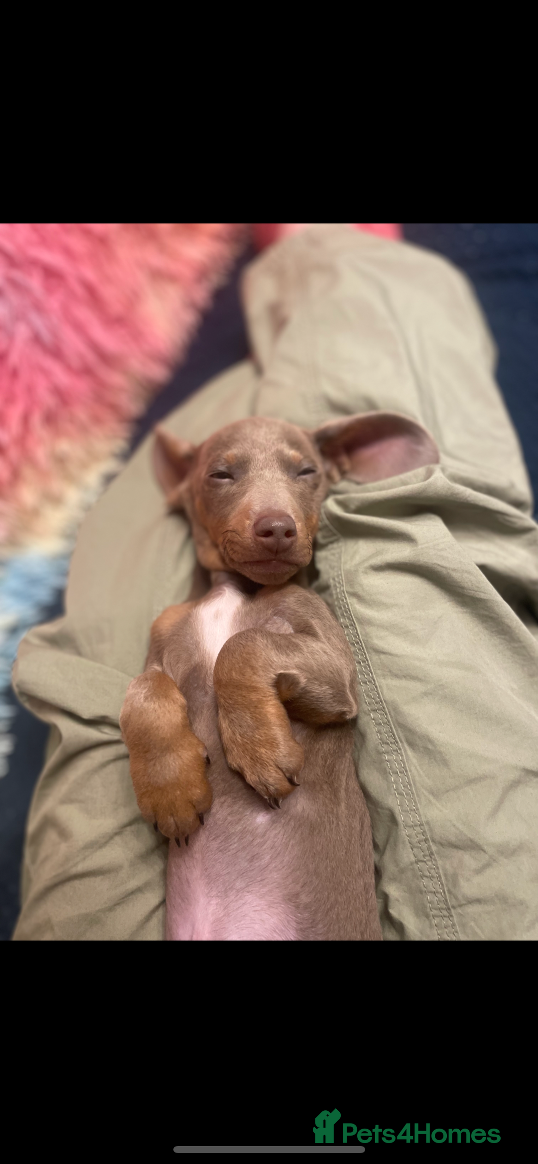 Dachshund dogs for sale: Dashund male (Hamish) 9 months old - Image 5