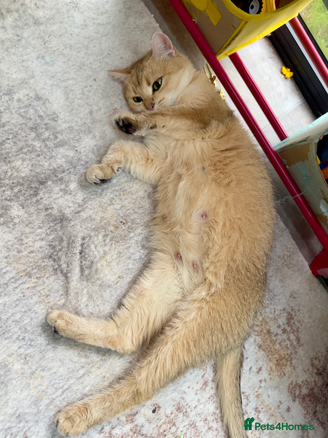 British Shorthair cats for sale: ✨🐾 Amazing Golden lilac BSH 🐾✨ - Advert 4