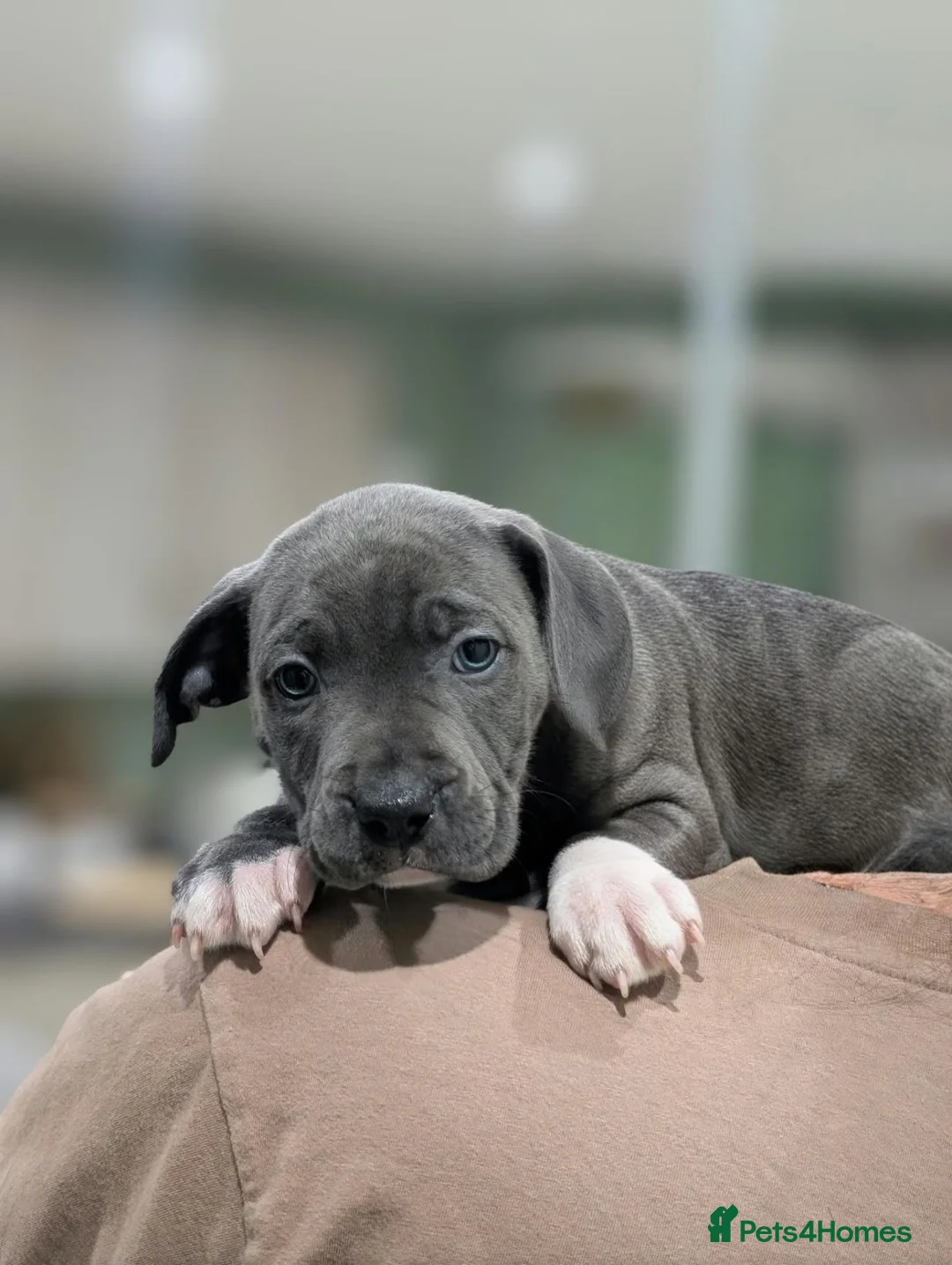 Staffordshire Bull Terrier dogs for sale: Blue Staffies - Advert 2