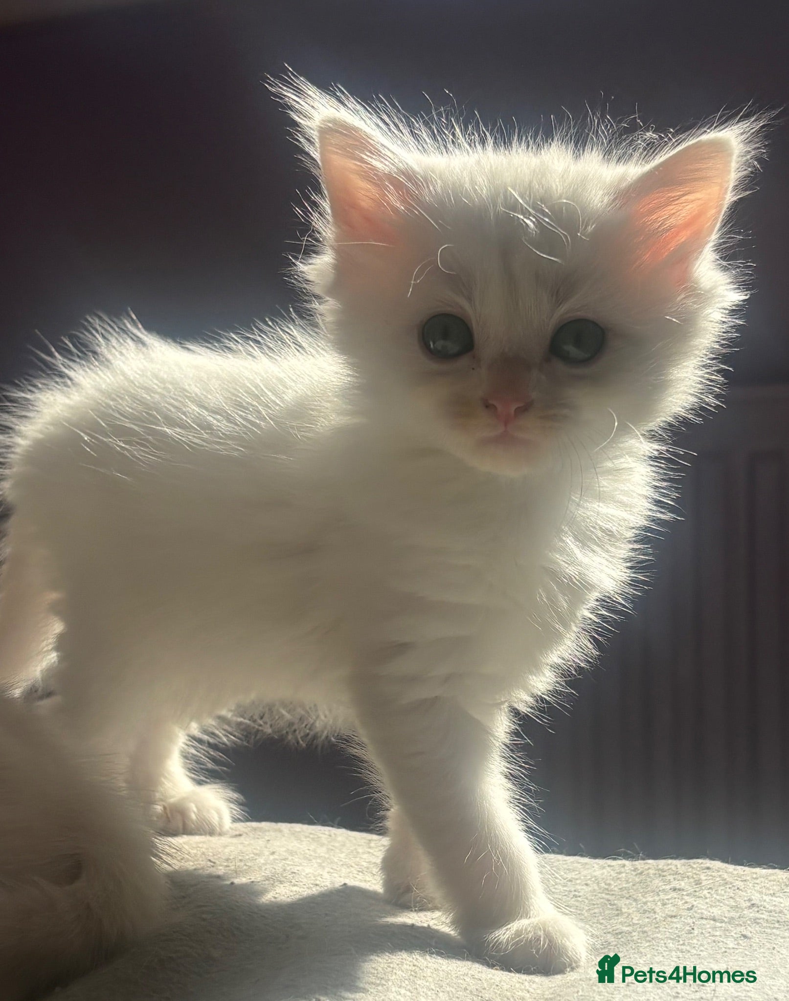 Mixed Breed cats Long hair fluffy kittens 2 white boys 1 cow cat gi - Advert 14