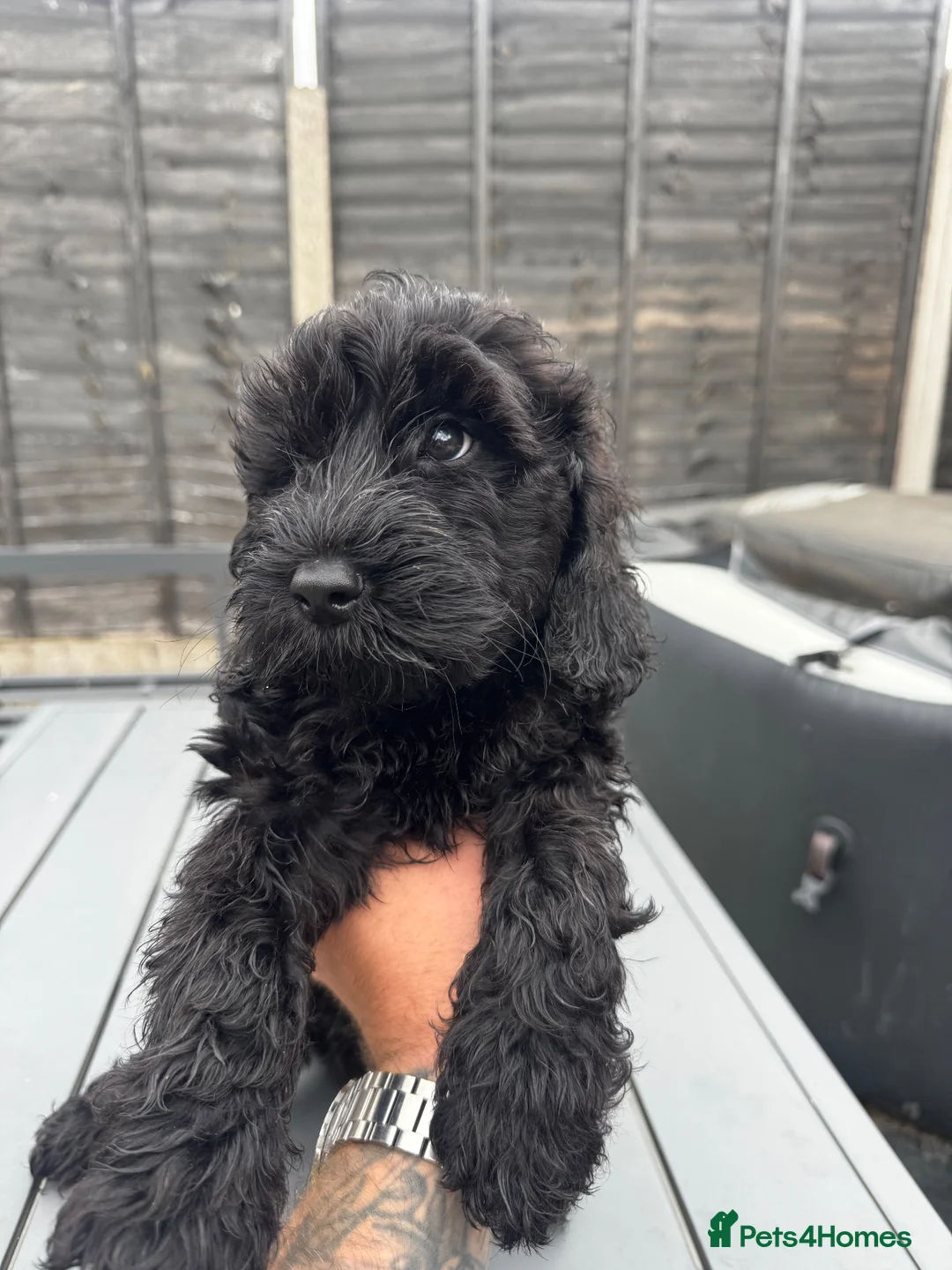 Cockapoo dogs for sale: Cockapoo Litter, 2 dogs, 2 bitches available  in Tamworth - Advert 2