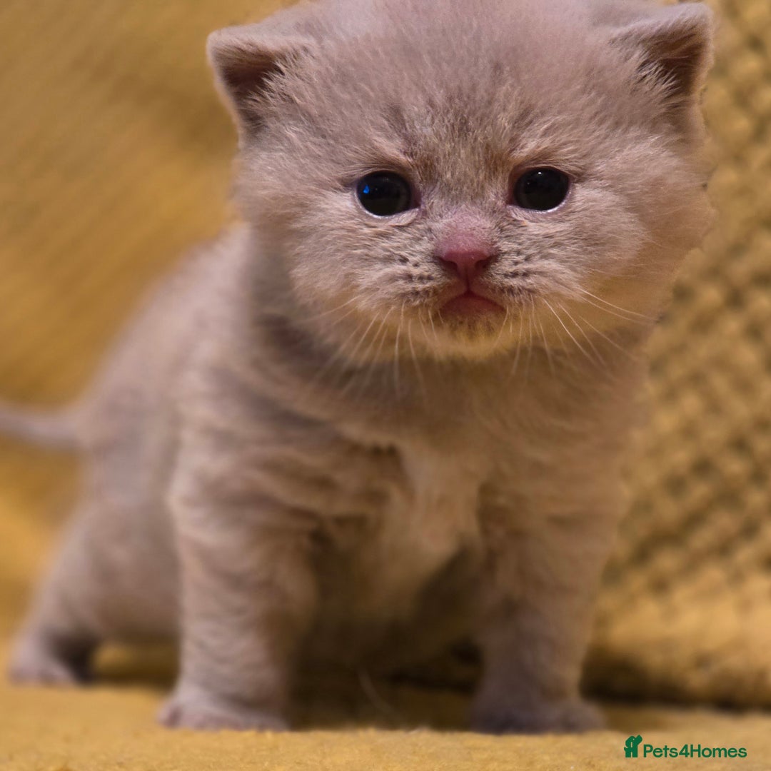 British Shorthair cats for sale: TICA registered British shorthair kittens - Advert 21
