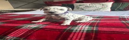 Dalmatian dogs for sale: PEDIGREE Dalmatian Puppies ready NOW - Advert 10