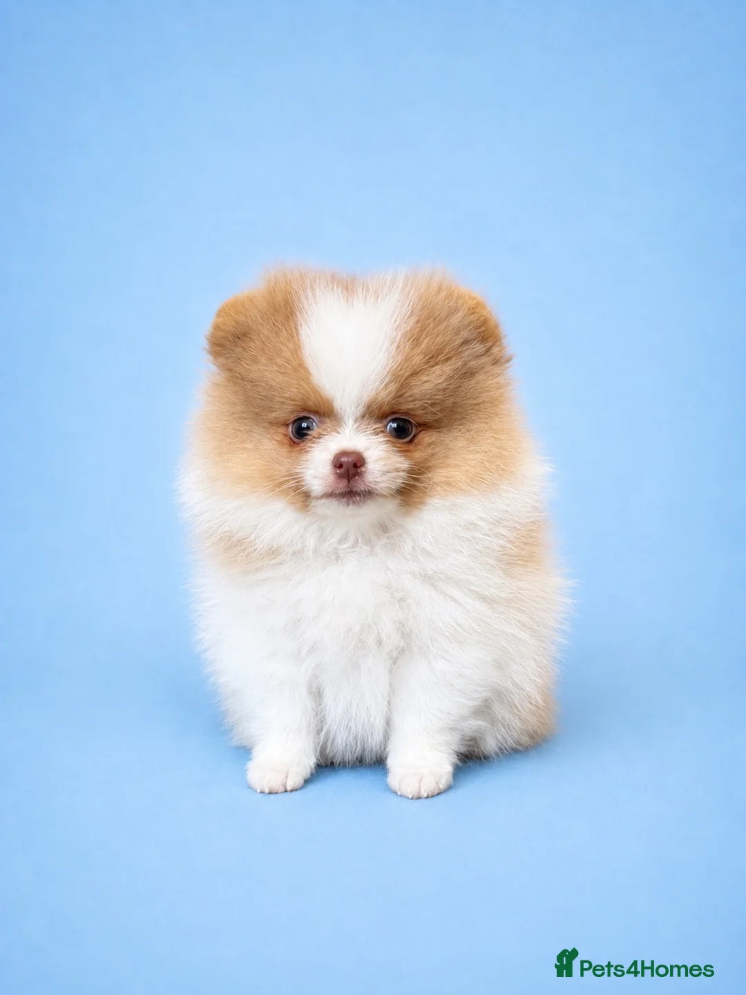 Pomeranian dogs for sale: ✨🐾 Exceptional KC Pom Boy Rare Isabella Parti💖 - Advert 1