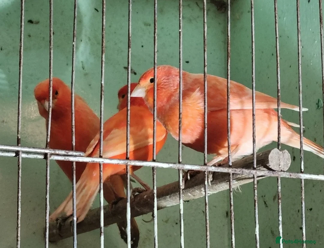 Canaries birds for sale: x 15 coloured canaries in Keighley - Advert 5
