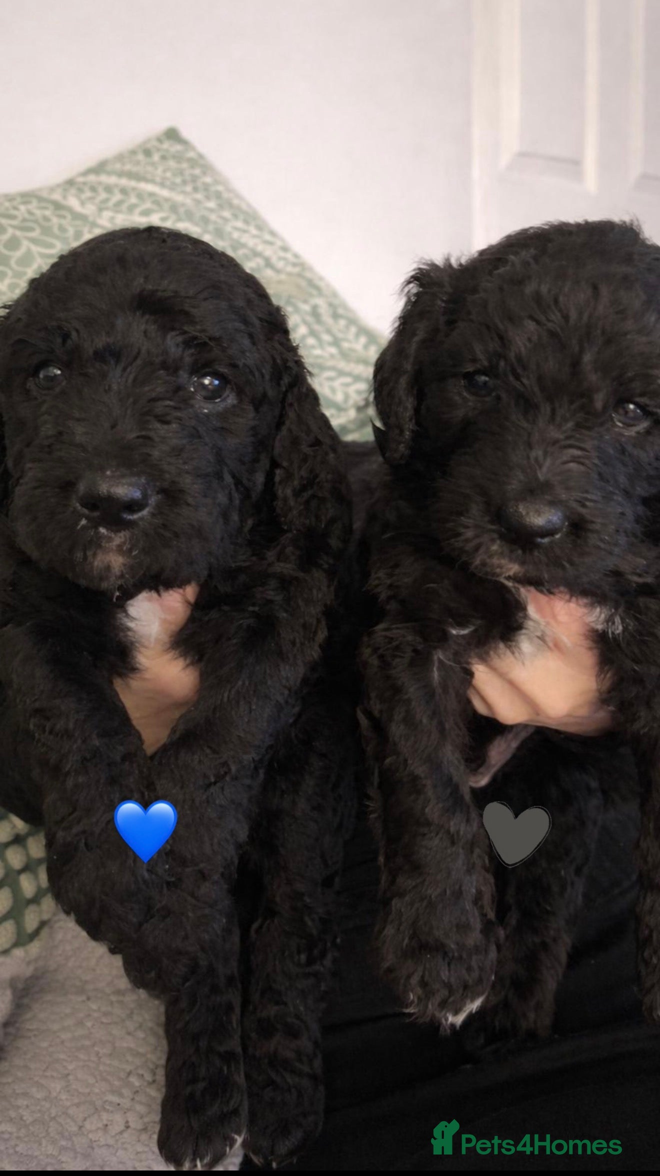 Mixed Breed dogs Stunning litter of Golden Bernadoodles - Advert 2