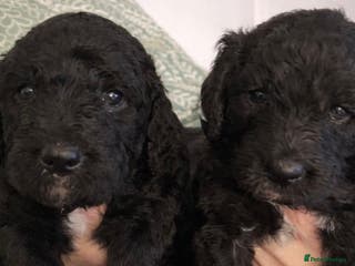 Mixed Breed dogs Stunning litter of Golden Bernadoodles - Advert 1