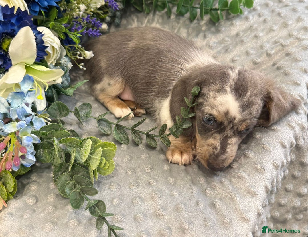 Miniature Dachshund dogs for sale: Adorable Miniature Dachshund Puppies for Sale. - Image 6