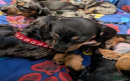 Dachshund dogs for sale: Dachshund Puppies - Image 20
