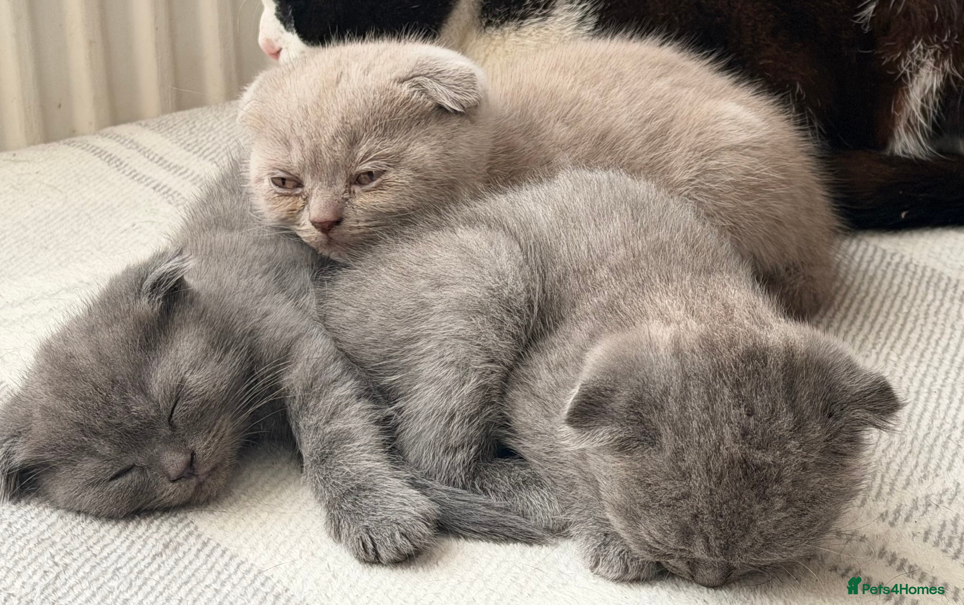 Scottish Fold cats Adorable Scottish fold kittens - Advert 13