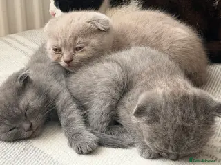 Scottish Fold cats Adorable Scottish fold kittens - Advert 3