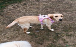 Labrador Retriever dogs for sale: Shelby 1 Year old Yellow Labrador  - Image 4