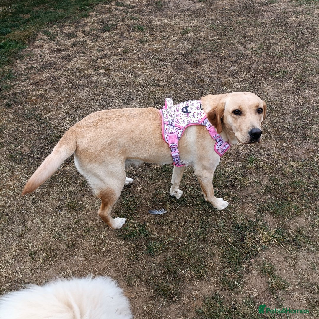Labrador Retriever dogs for sale: Shelby 1 Year old Yellow Labrador  - Image 4
