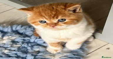 British Shorthair cats - Advert 7