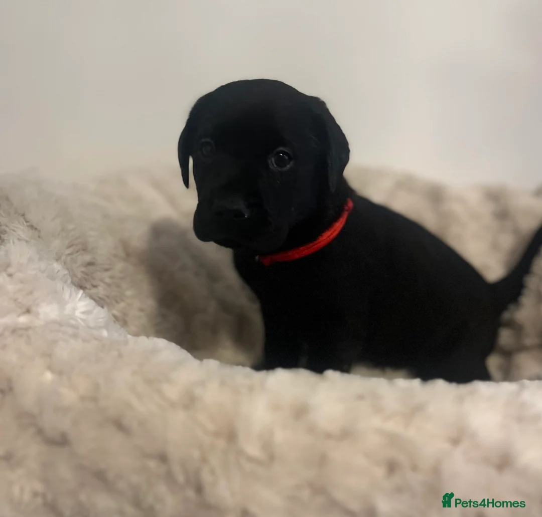 Labrador Retriever dogs for sale: Stunning Chunky KC Registered Labrador Puppies  - Advert 9