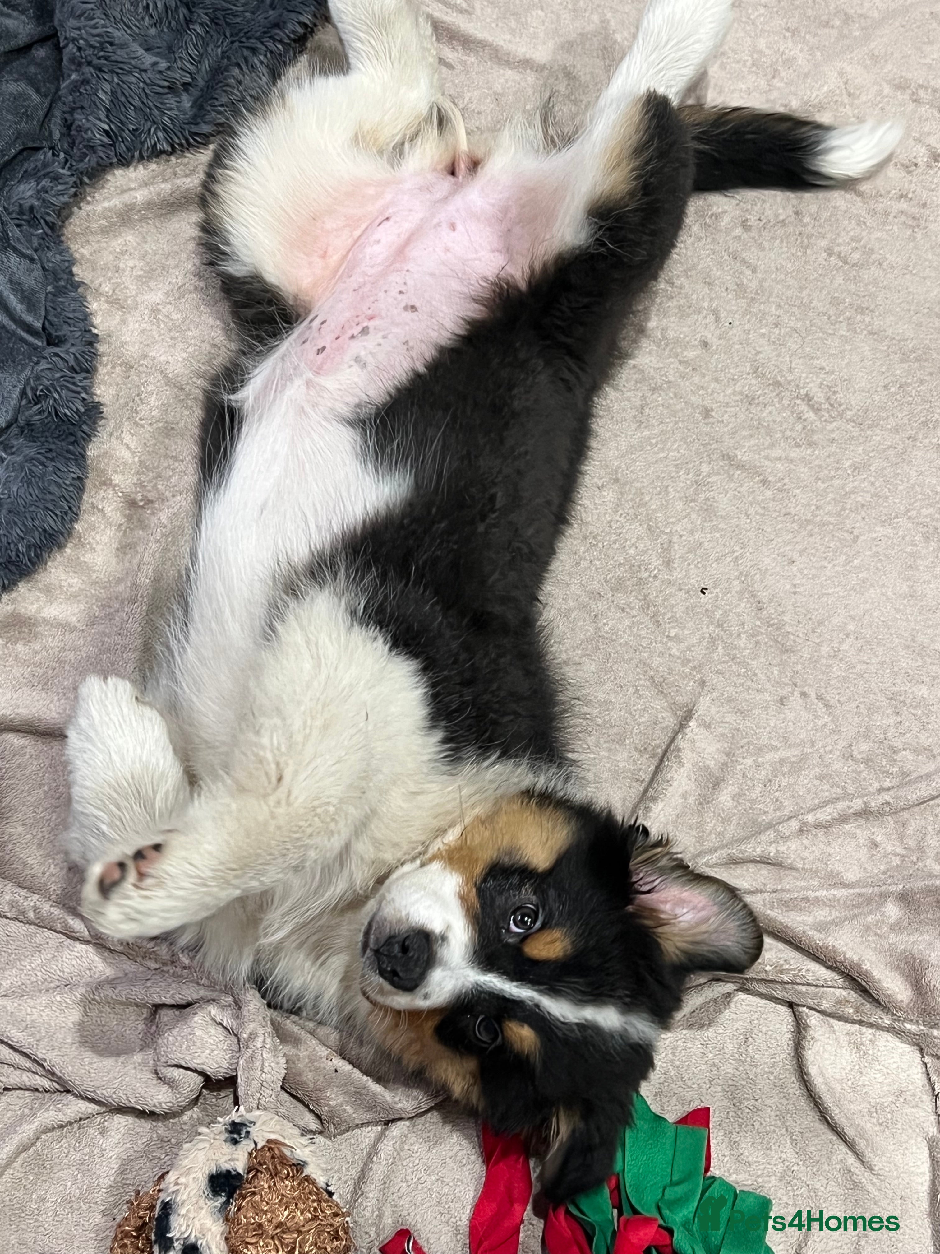 Australian Shepherd dogs for sale: Australian shepherd puppies - Advert 5