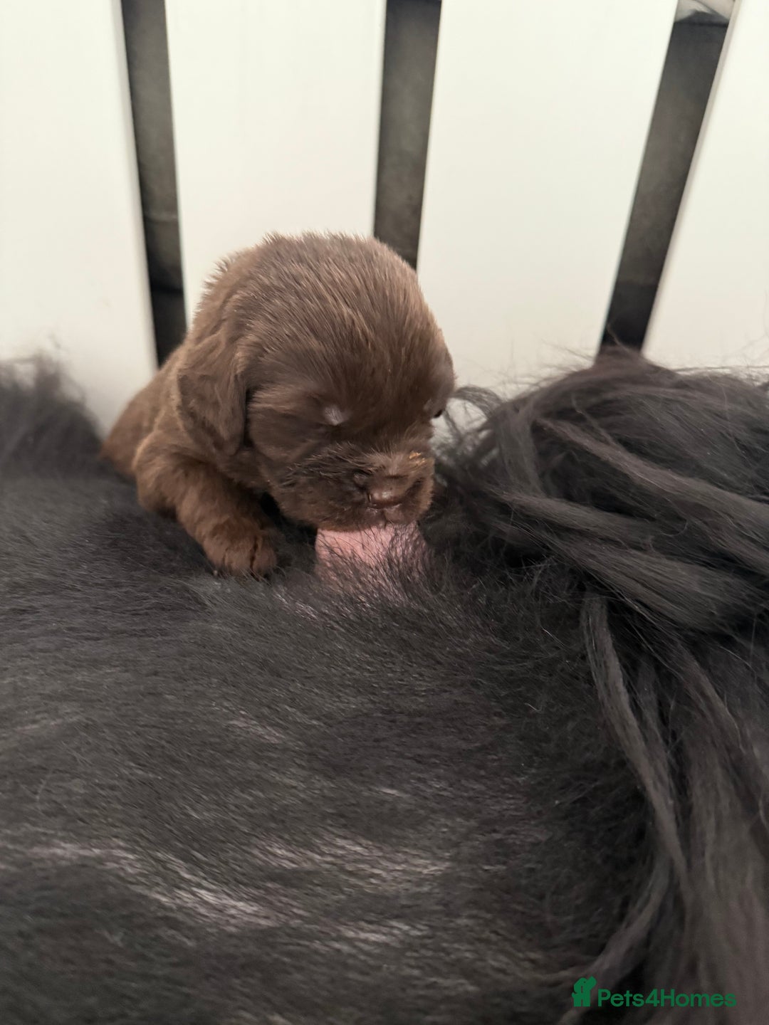 Newfoundland dogs for sale: KC registered Newfoundland Puppies. Health tested - Image 27