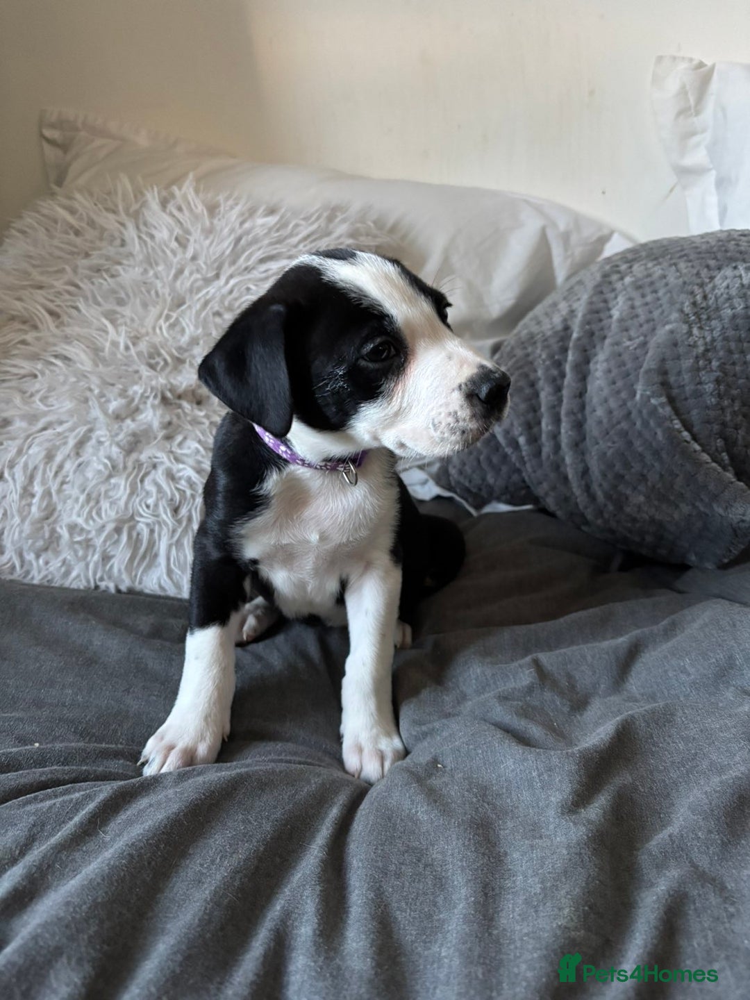 Mixed Breed dogs for sale: Male staffy x border collie puppy - Image 4