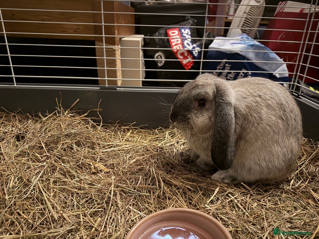 Mixed Breed rabbits for sale: 4 month male rabbit  - Advert 2