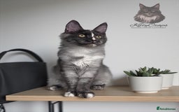 Maine Coon cats for sale: 🌟🌟 The last unique girl🩷 Maine Coon  🌟🌟 - Image 1