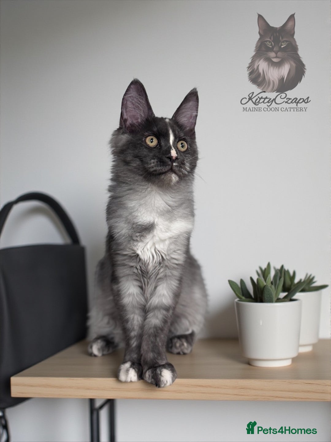 Maine Coon cats for sale: 🌟🌟 The last unique girl🩷 Maine Coon  🌟🌟 - Image 1