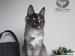 Maine Coon cats for sale - Advert 1