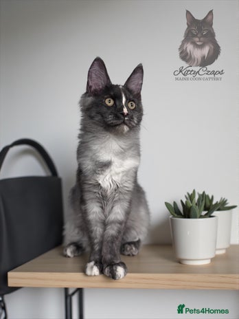 Maine Coon cats - Advert 7