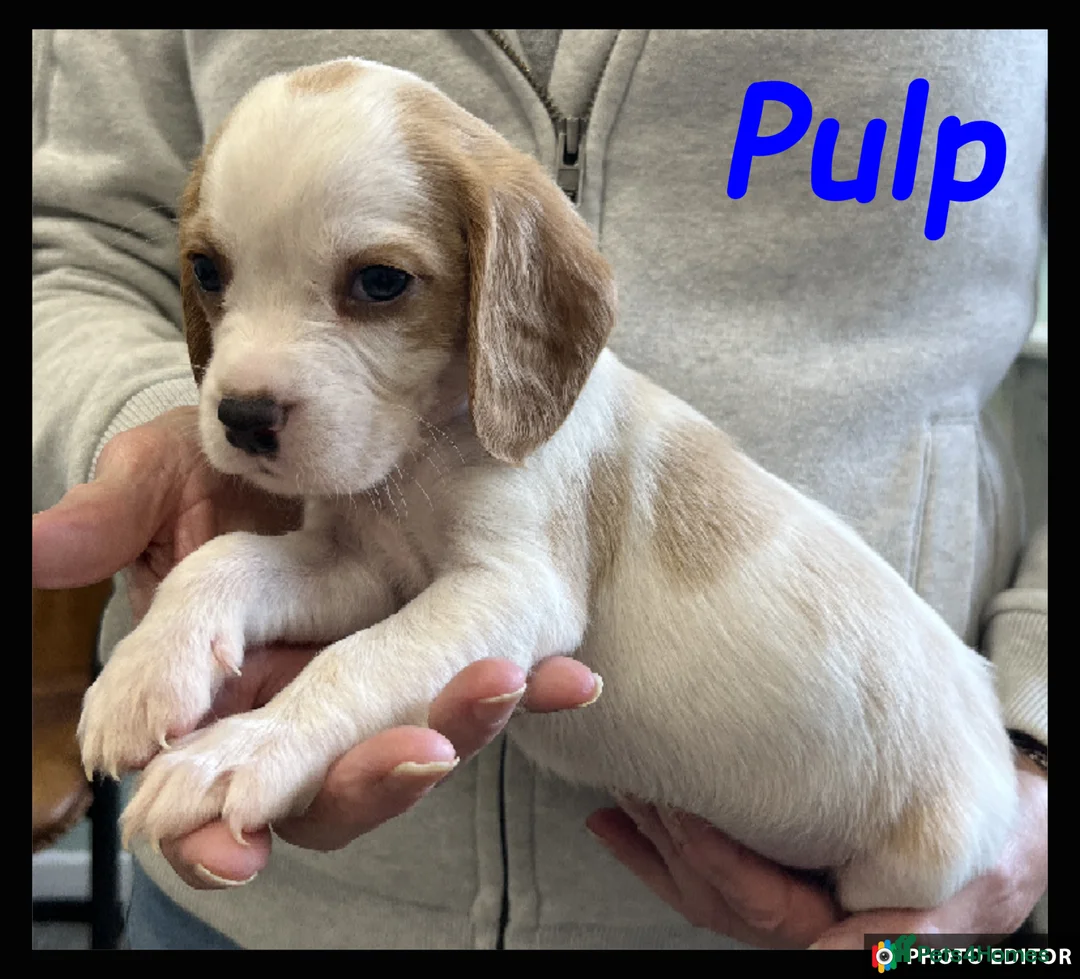 Beaglier dogs for sale: Beautiful Beagliers ❤️❤️ - Advert 31