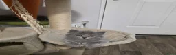 British Shorthair cats for sale: BSH adorable kittens  - Advert 6