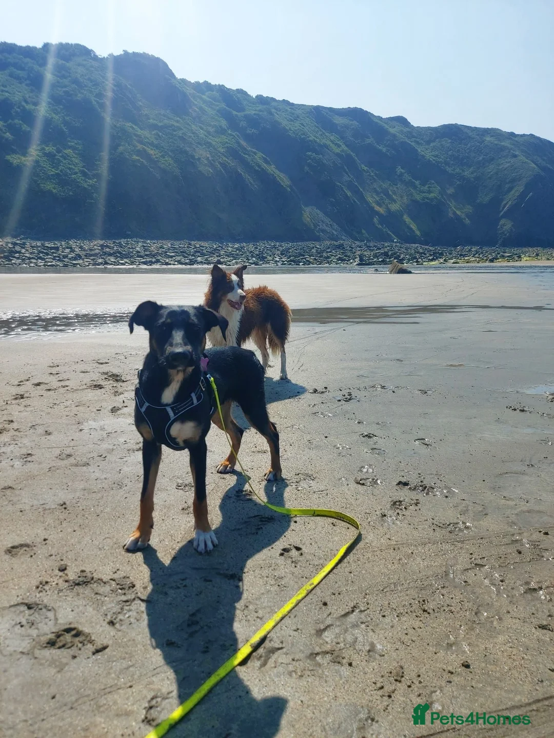 Huntaway dogs for adoption: Mungo - Huntaway for Adoption in Bristol - Advert 2