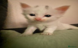 Norwegian Forest Cat cats for sale: Norwegian forest with Turkish Angora - Image 13