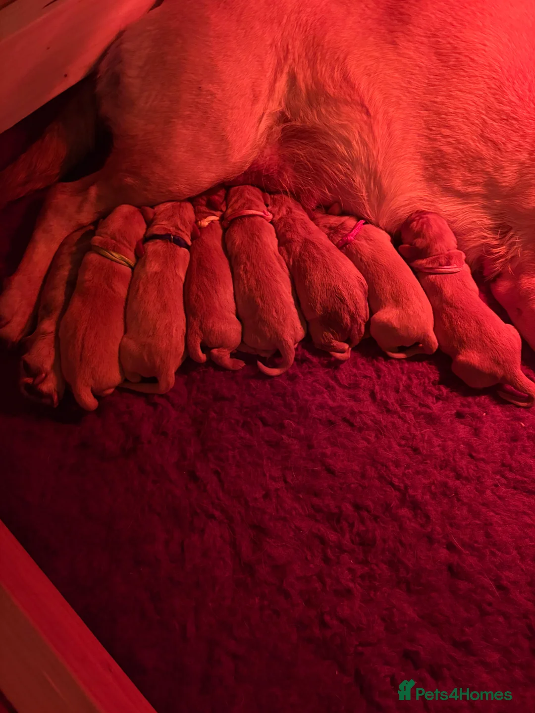Labrador Retriever dogs for sale: Stunning Fox Red & Yellow Labrador puppies - Advert 10
