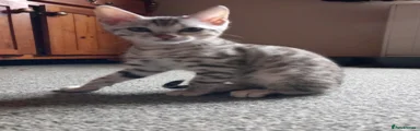 Bengal Kitten 3