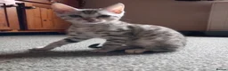 Bengal cats for sale: ✨Bengal Kittens Ready 17th June✨ - Advert 21