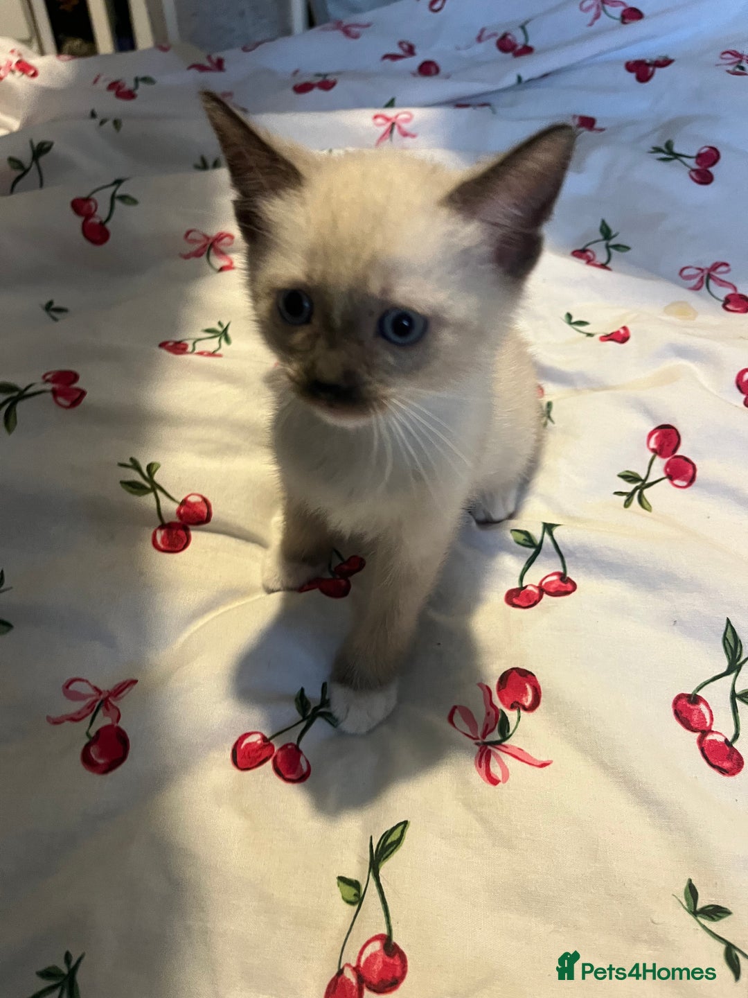 Siamese cats for sale: 3 stunning applehead Siamese kittens  - Image 15