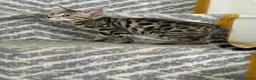 Bengal cats for sale: bengal female kittens - Advert 16