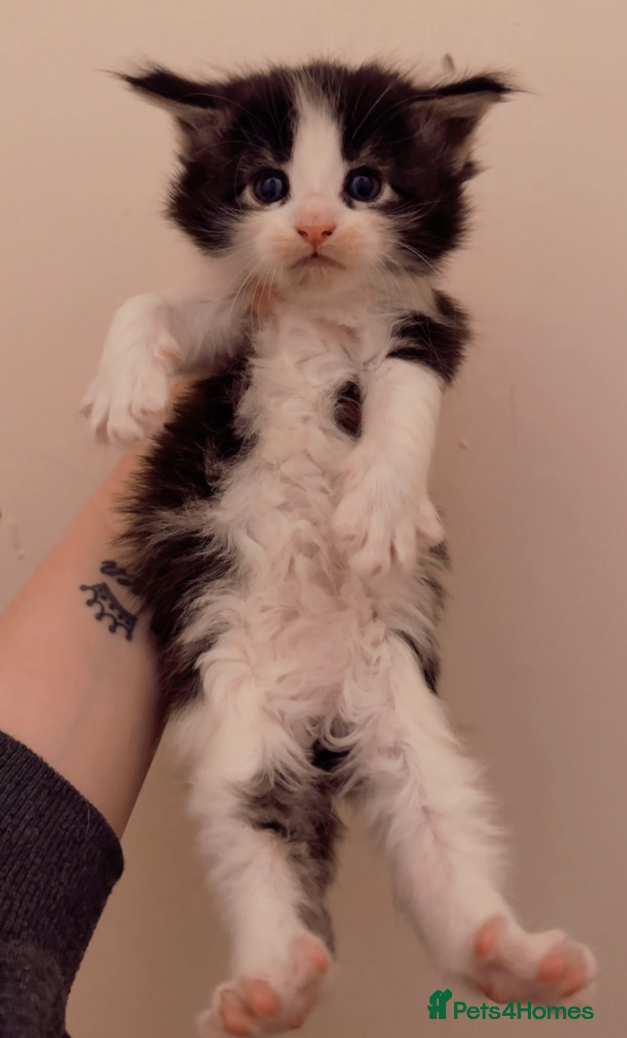 Maine Coon cats 2 MaineCoon Female Kittens Left 🖤 - Advert 1
